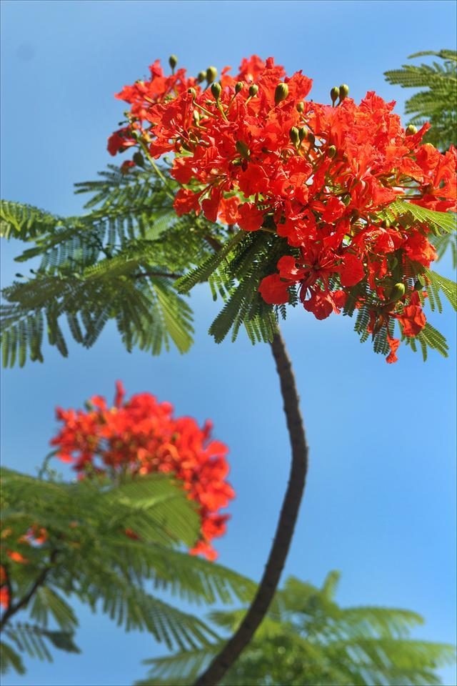 狀元紅，揭秘4987最準最快的秘密策略，狀元紅背后的秘密策略，揭秘最準最快的成功之道4987
