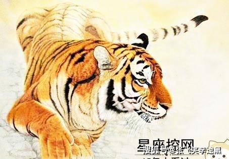 山上王中王，揭秘生肖奧秘——探尋生肖之王的獨特魅力，探尋生肖之王，山上王中王，揭秘生肖奧秘的獨特魅力
