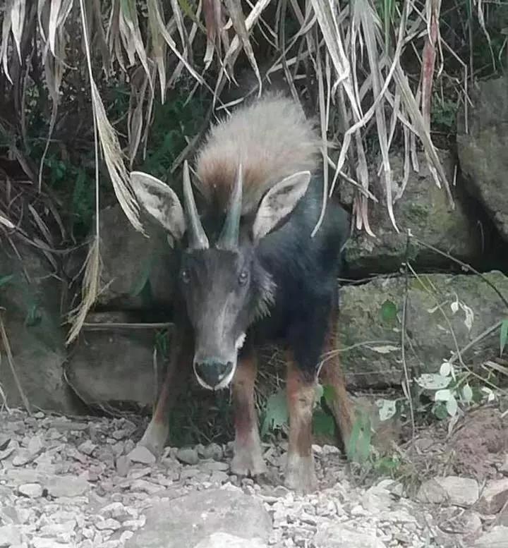 揭秘四不像王中王一肖的神秘面紗，揭秘四不像之王中王一肖的神秘面紗